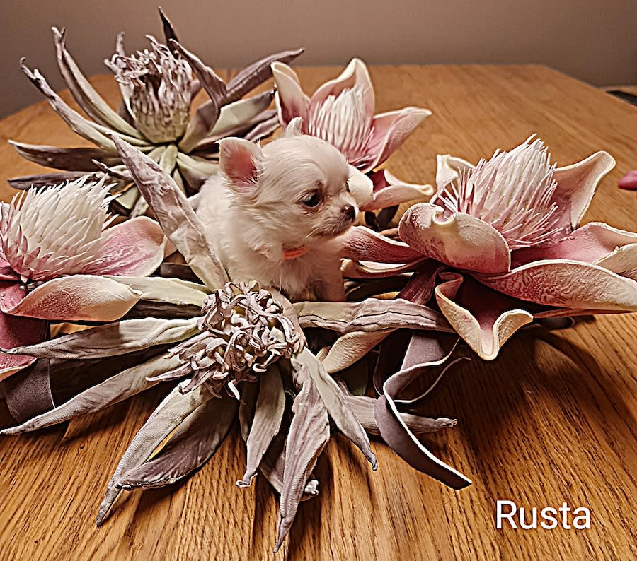 chihuahua Rusta