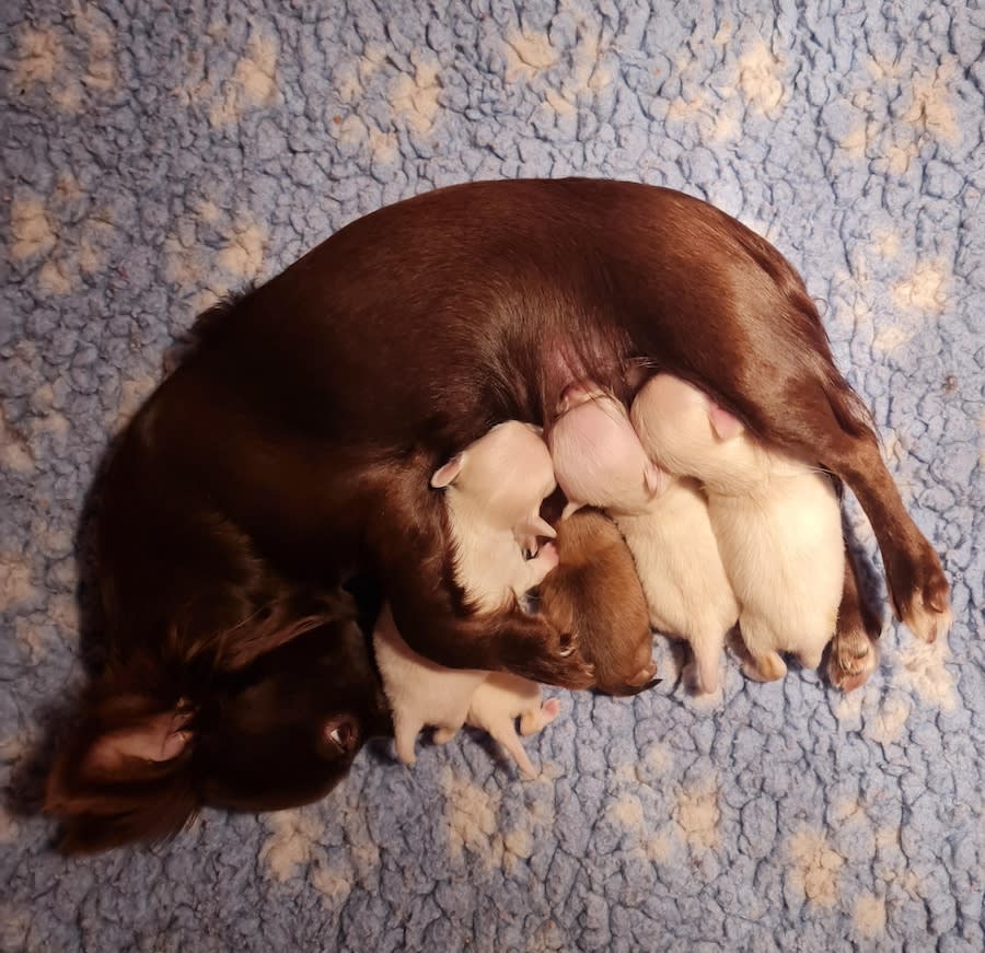 Chihuahua nestje Happy