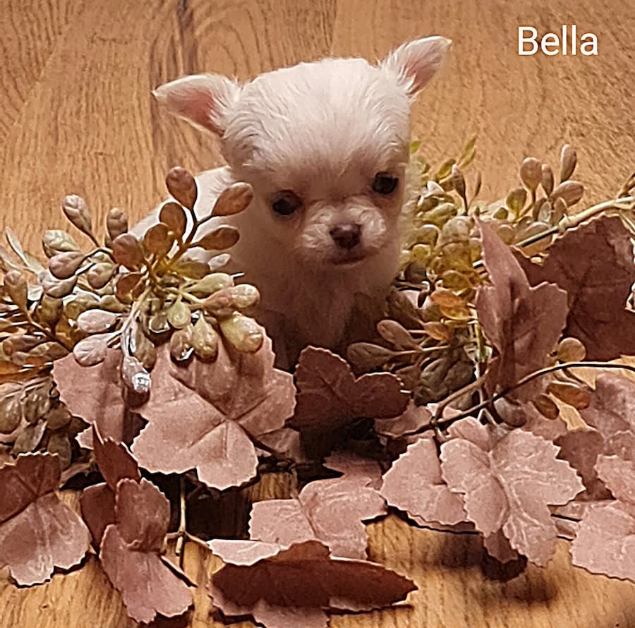 chihuahua Bella