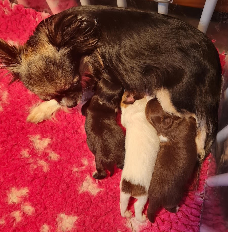 Chihuahua nestje Rosa