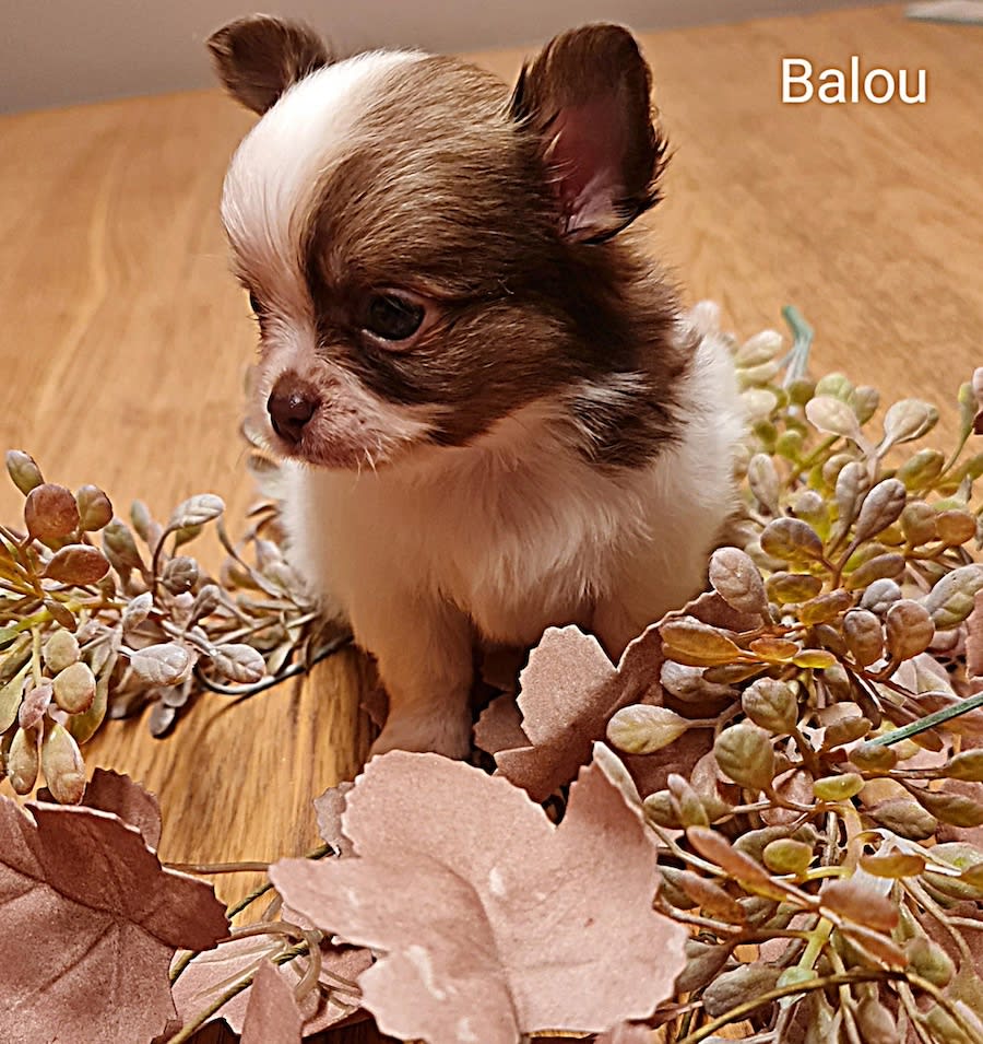 Chihuahua Balou