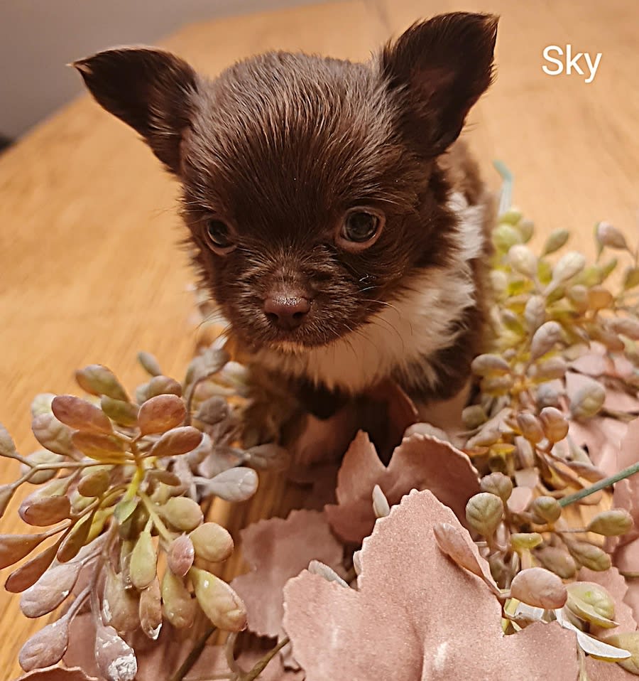 Chihuahua Sky