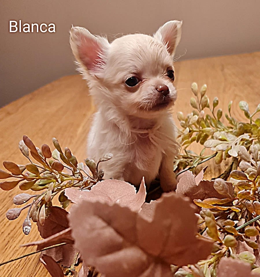 chihuahua Blanca