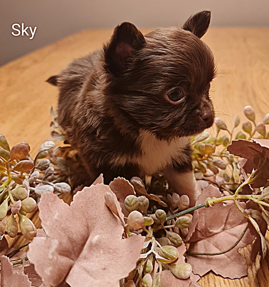 Chihuahua Sky