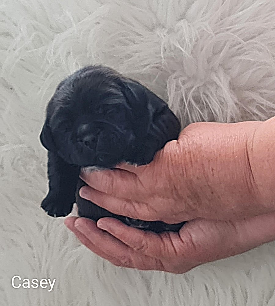 retromops Casey