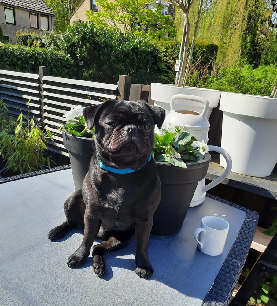 Noa Retromops Ik mag op tafel