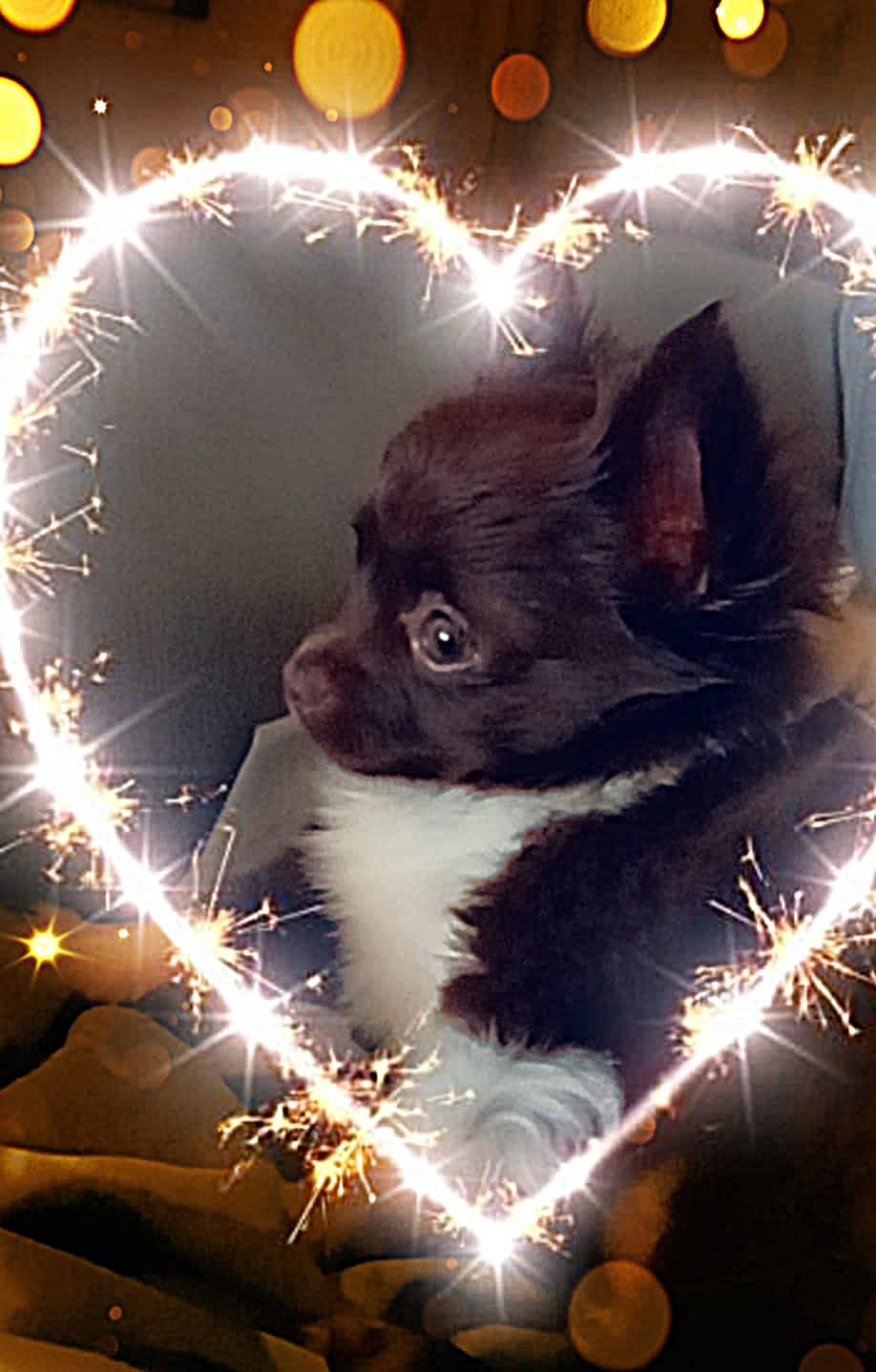 Chihuahua Jaxx