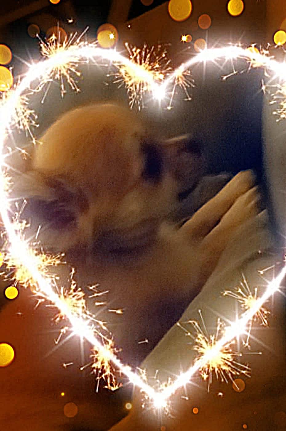Chihuahua Joy Teddy