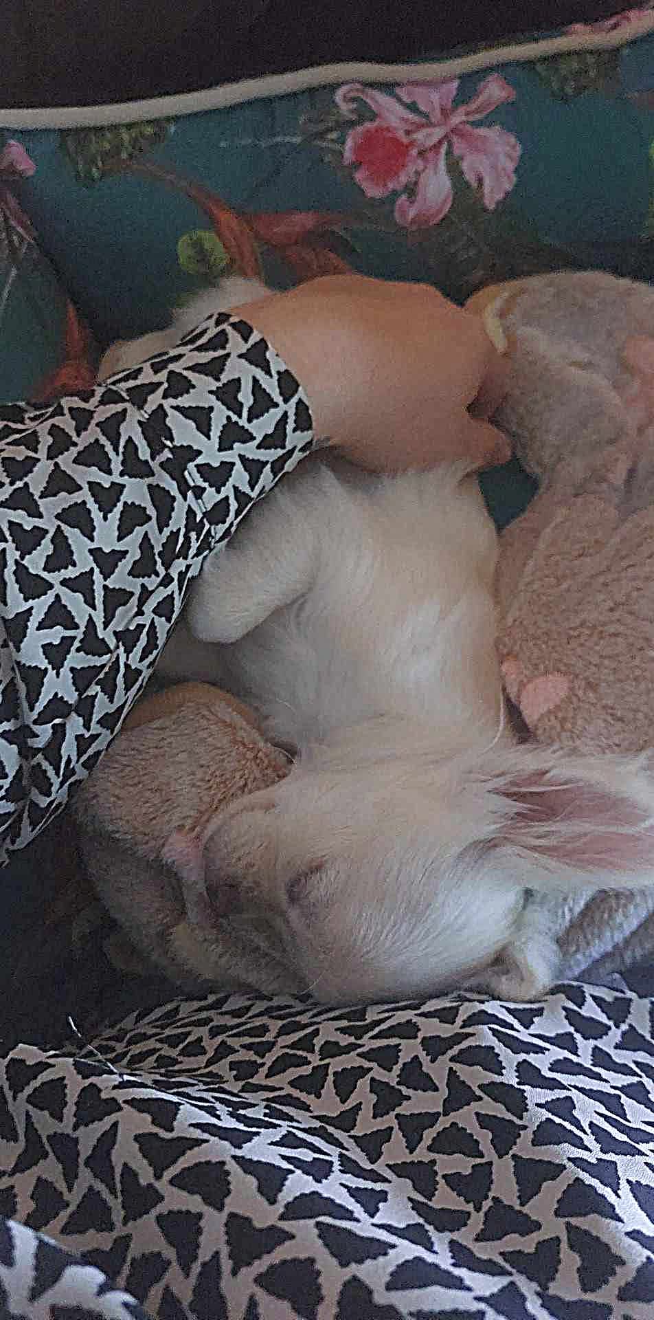 Nala Chihuahua