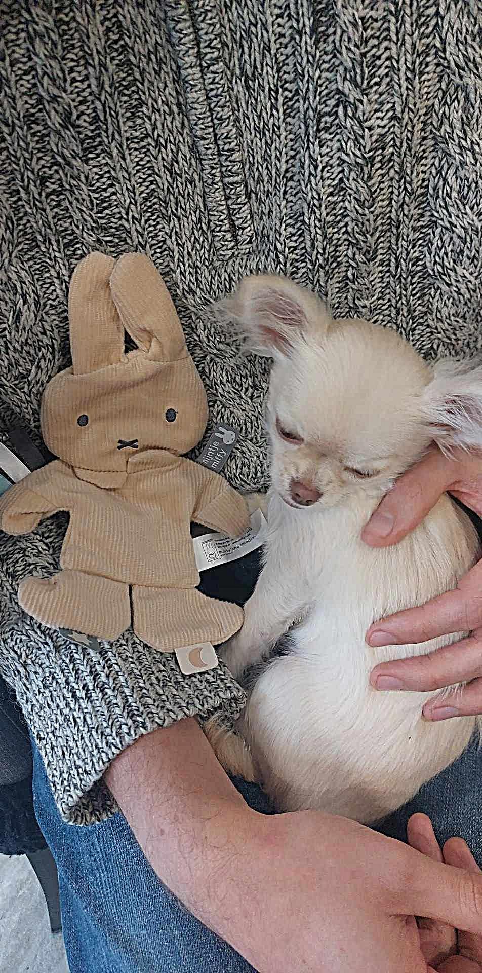 Nala Chihuahua