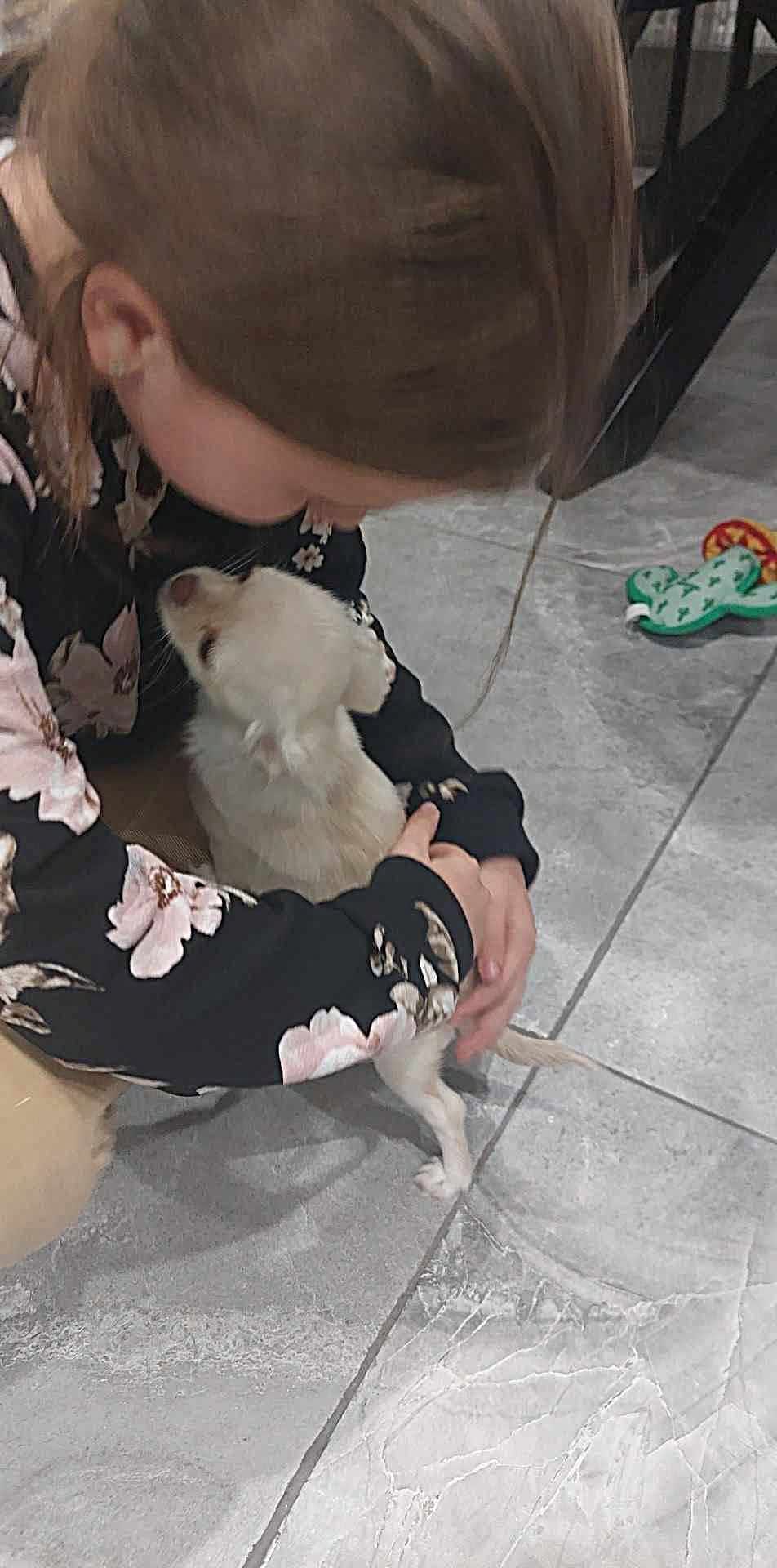 Nala Chihuahua
