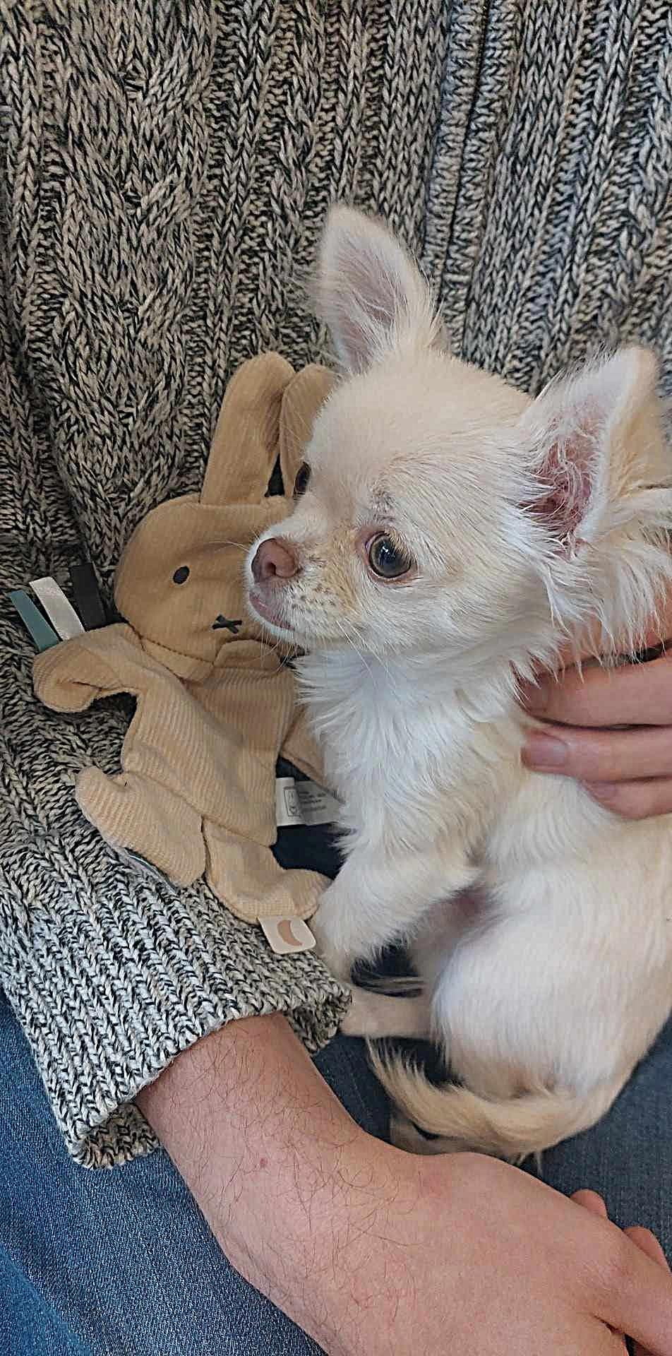 Nala Chihuahua