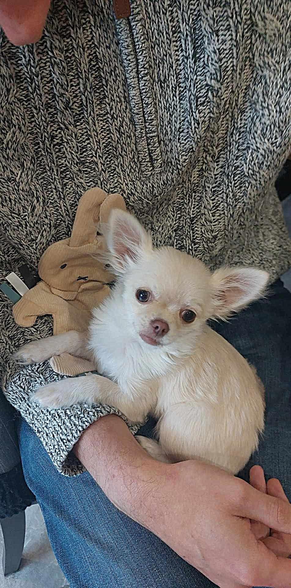 Nala Chihuahua