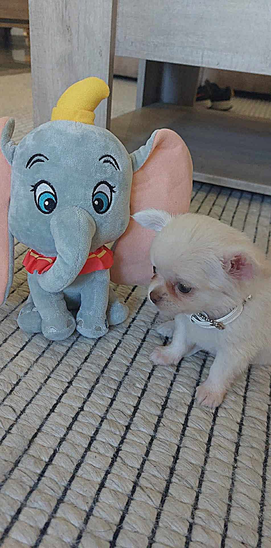 Nala Chihuahua