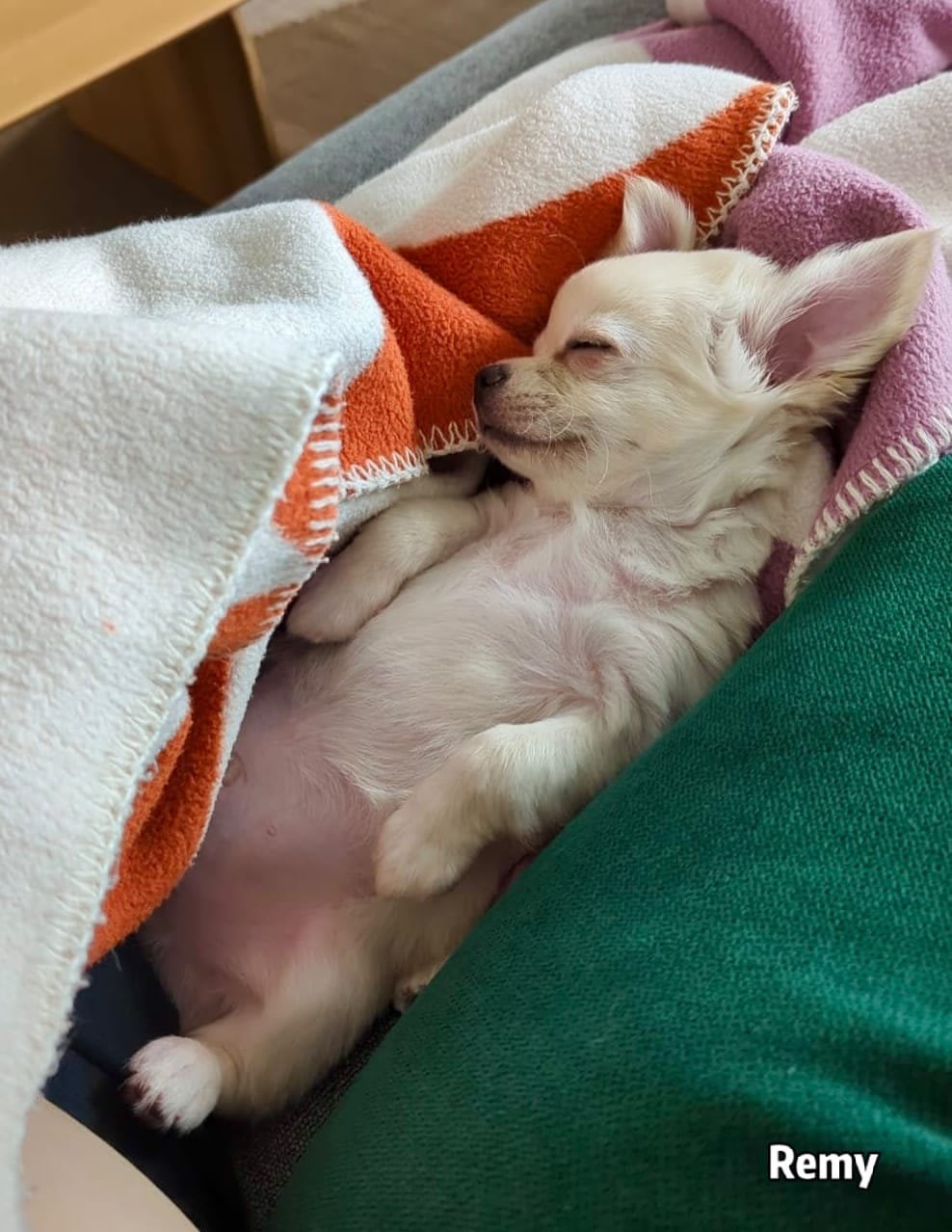 Remy Chihuahua