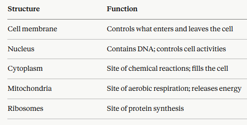 Animal cell part  function table