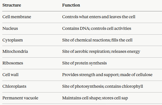 summary of part of the plant cell and their function