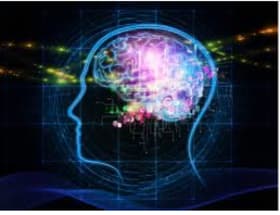The brain