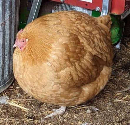 chicken