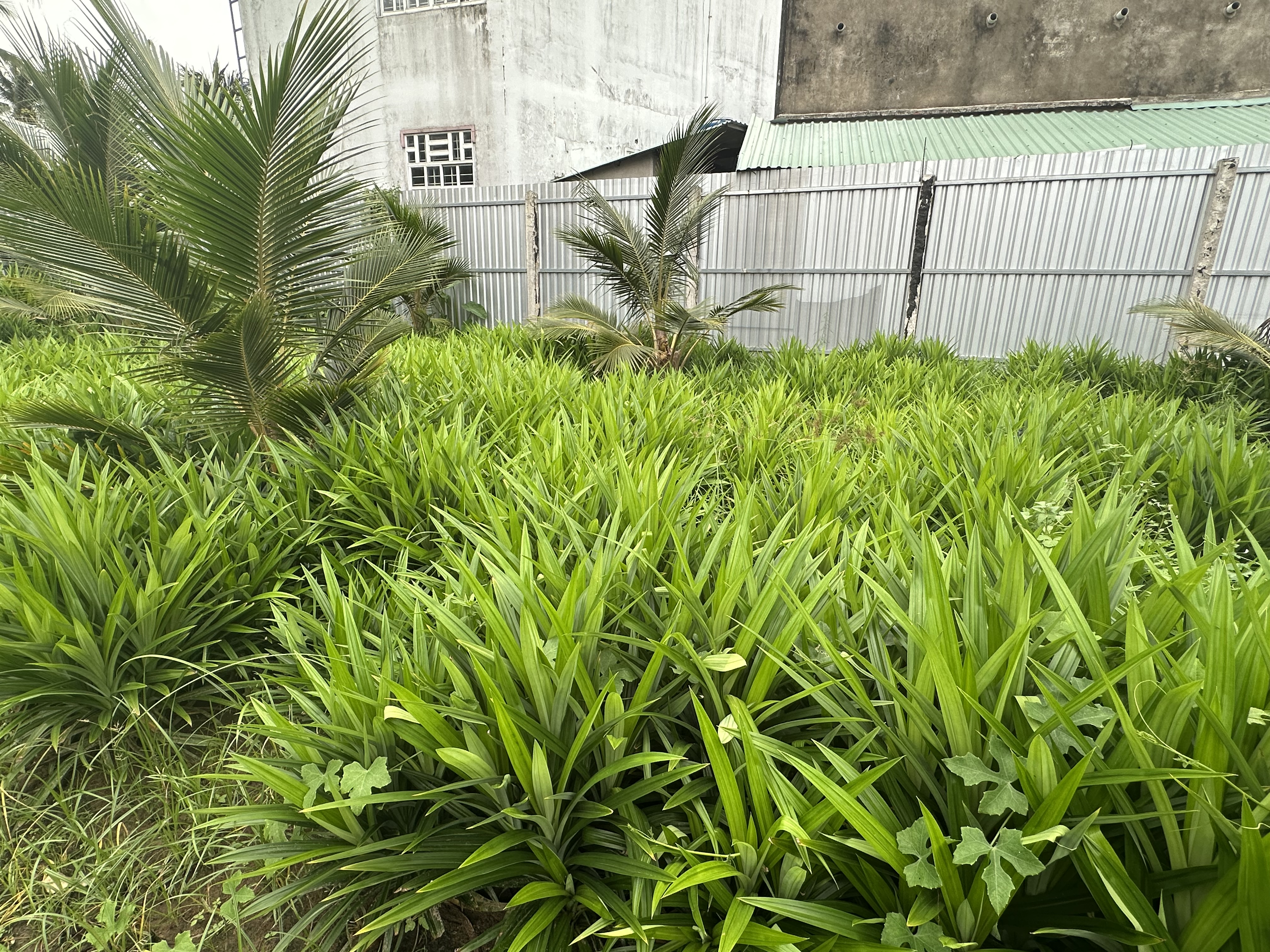 Lá dứa