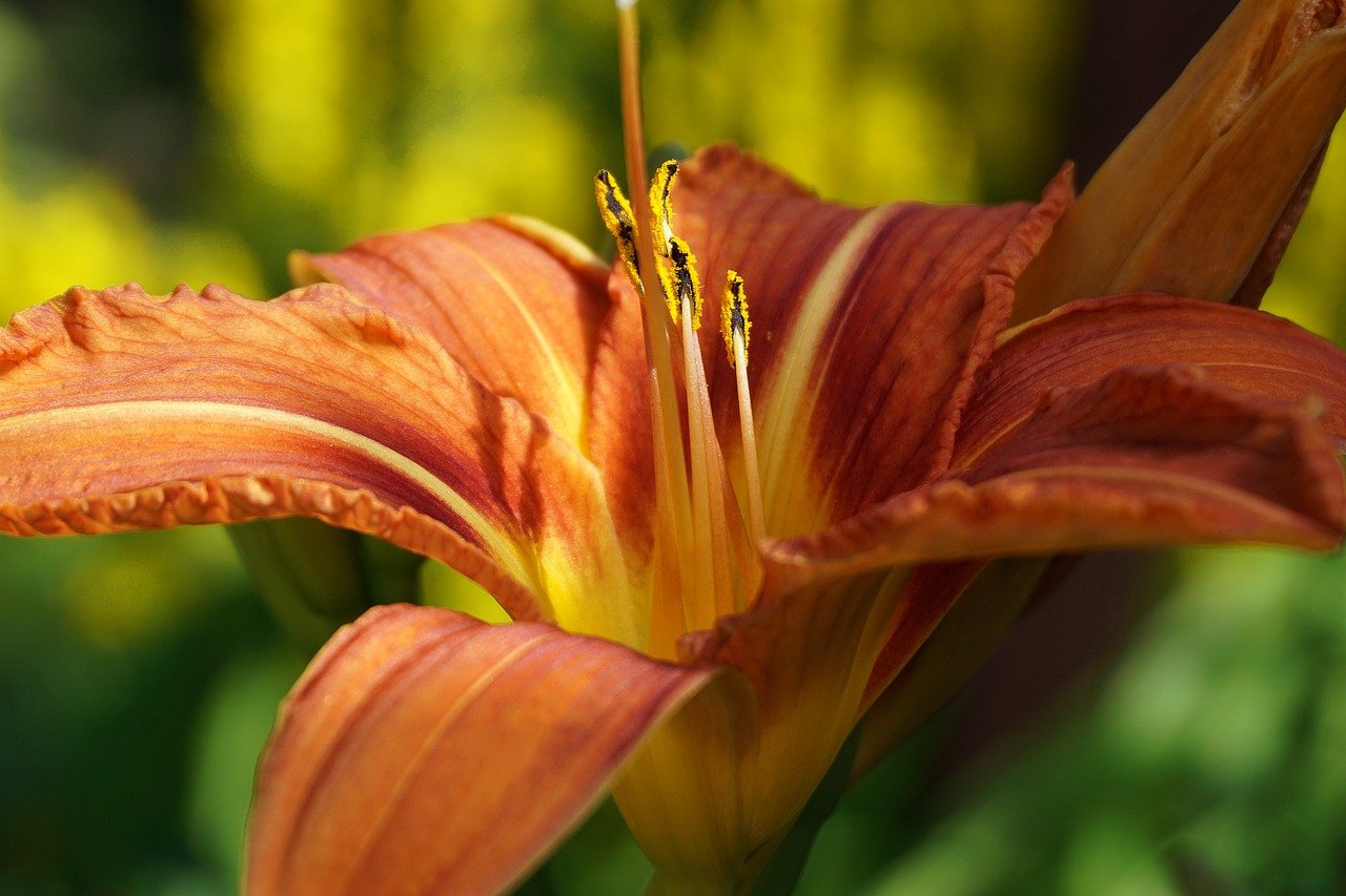 Hình ảnh minh họa