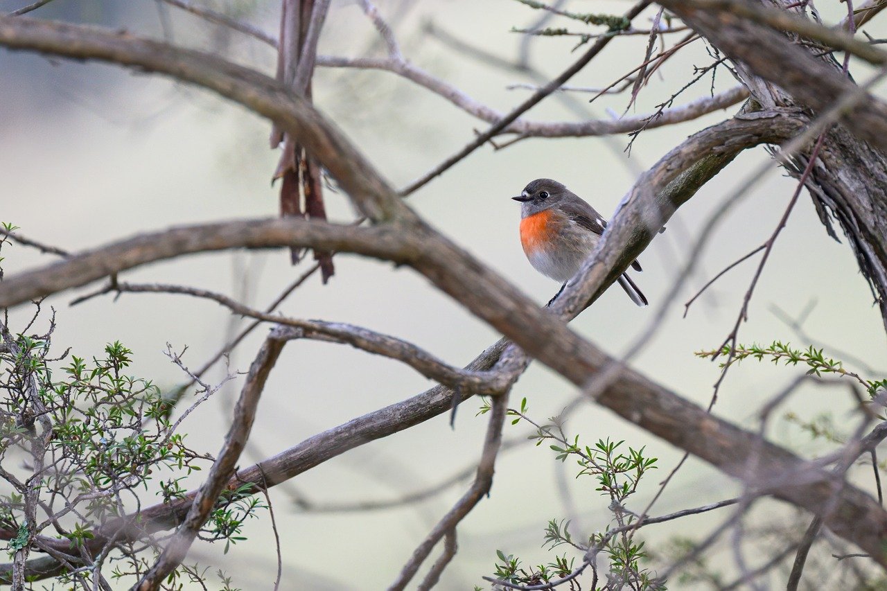 Hình ảnh minh họa