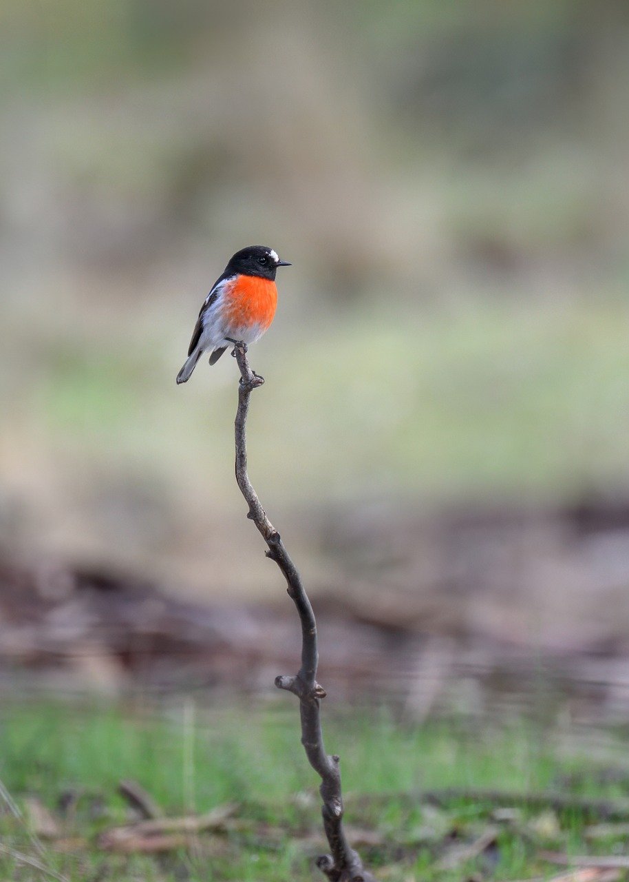 Hình ảnh minh họa