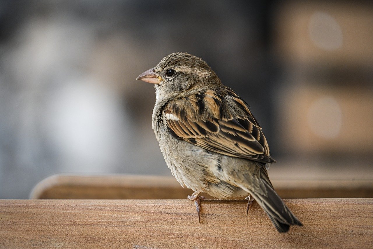 Ngôn ngữ và văn hóa Phần Lan: Khám phá những điều thú vị 41 Hình ảnh minh họa