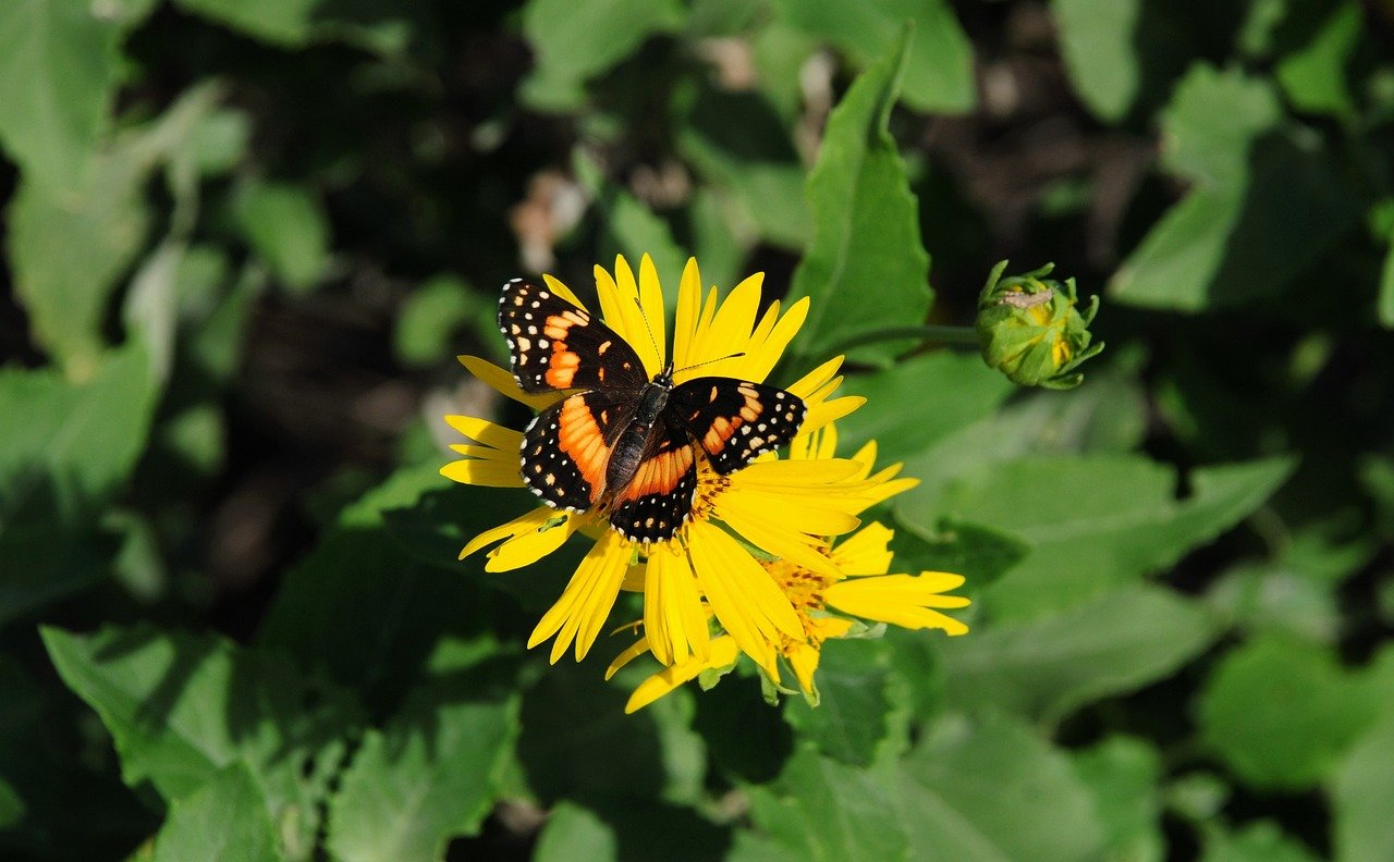 Hình ảnh minh họa