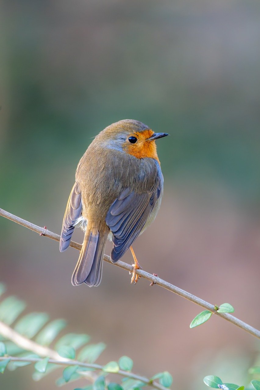 Hình ảnh minh họa