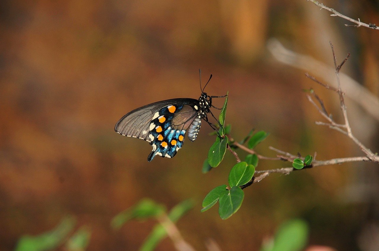 Hình ảnh minh họa