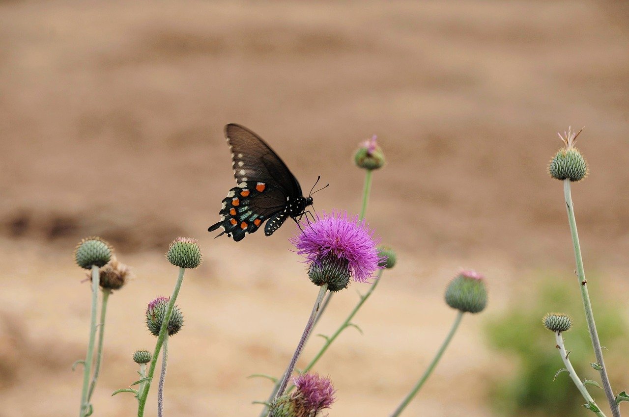 Hình ảnh minh họa