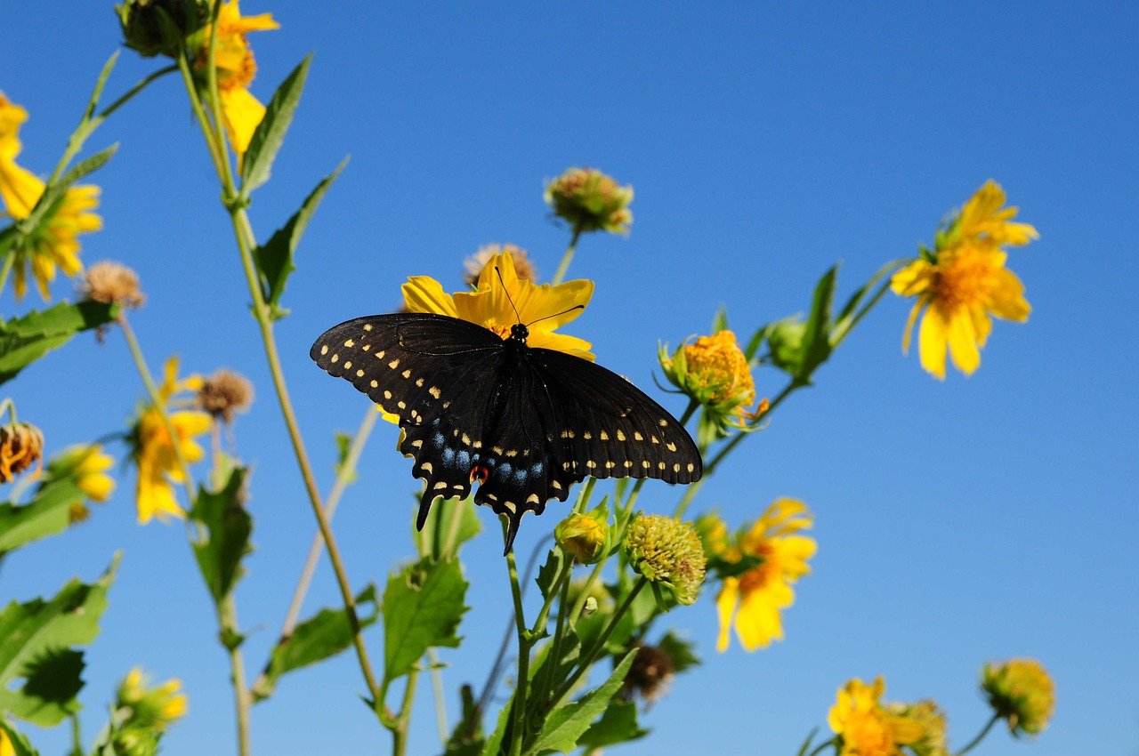 Hình ảnh minh họa