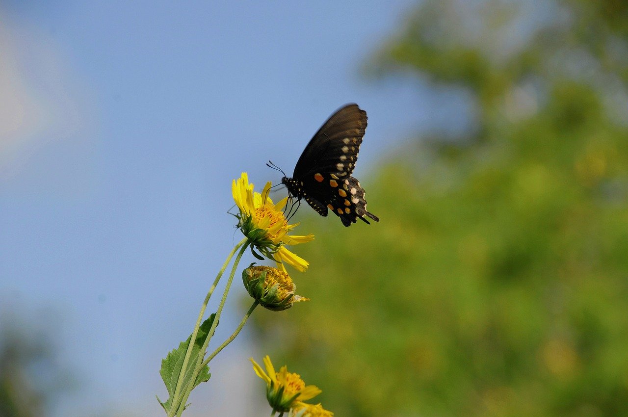 Hình ảnh minh họa