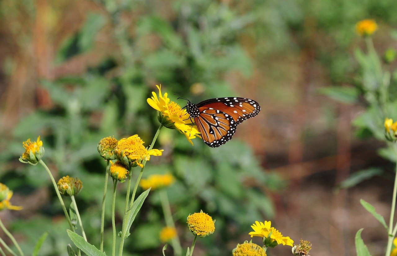 Hình ảnh minh họa