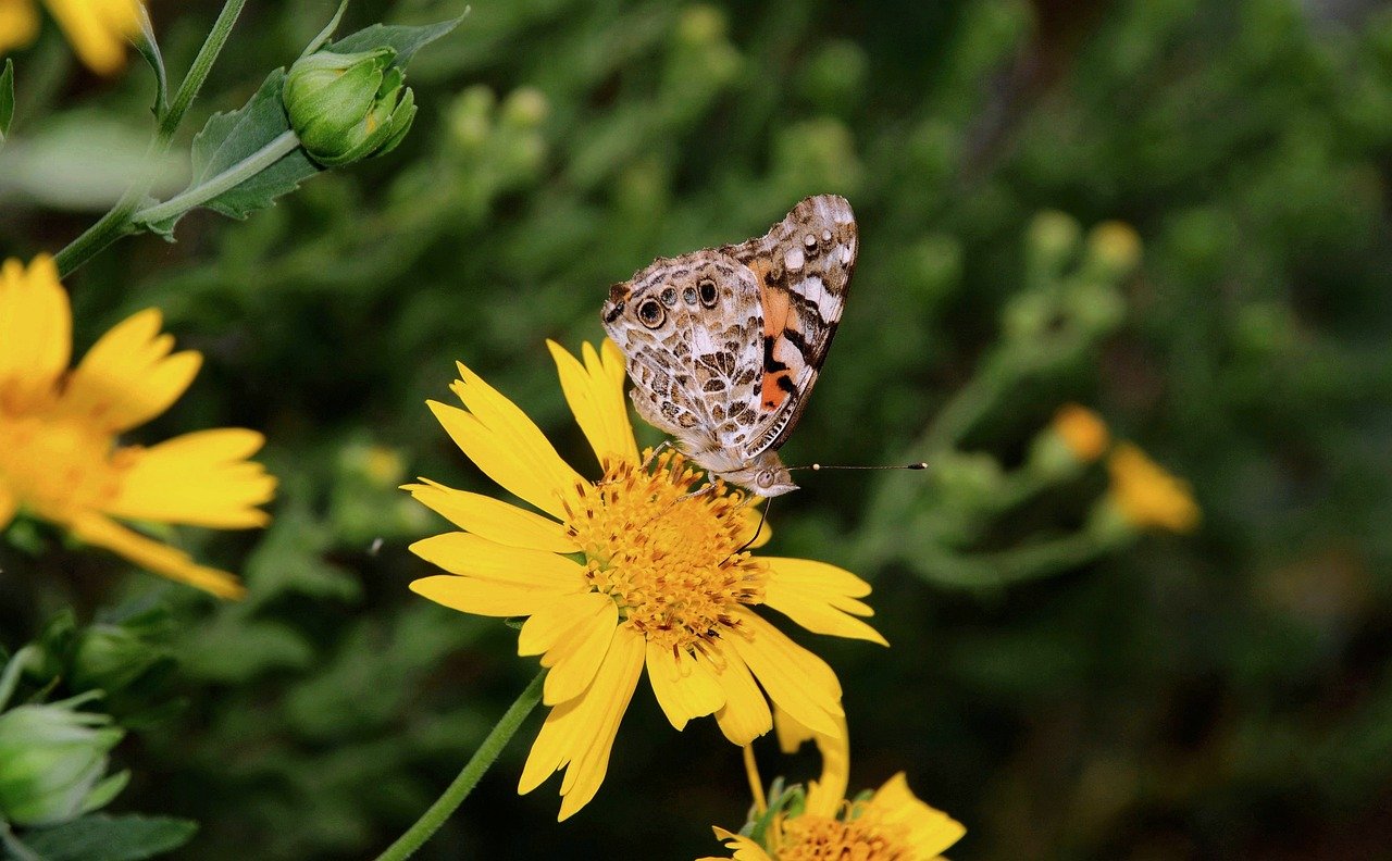 Hình ảnh minh họa