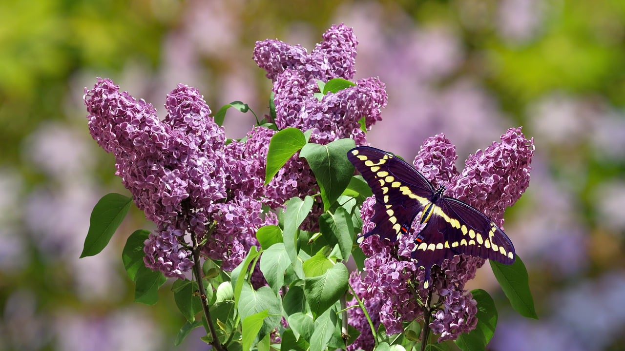 Hình ảnh minh họa