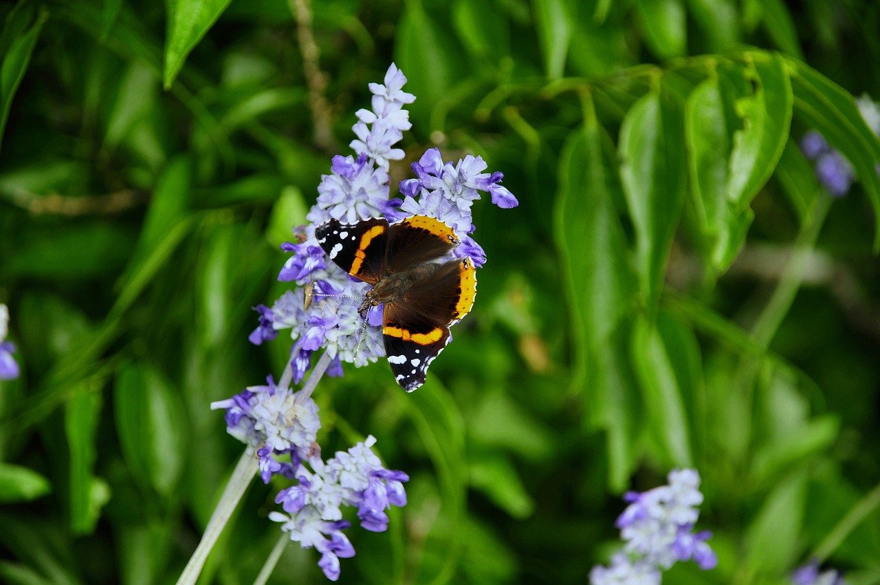 Hình ảnh minh họa