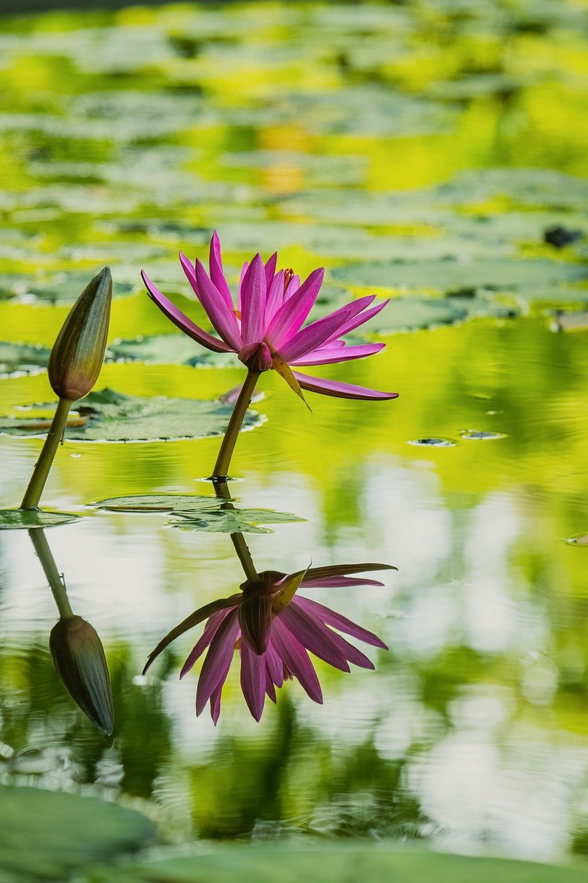 Hình ảnh minh họa