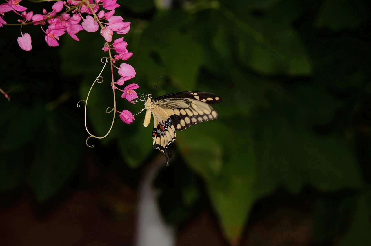 Hình ảnh minh họa