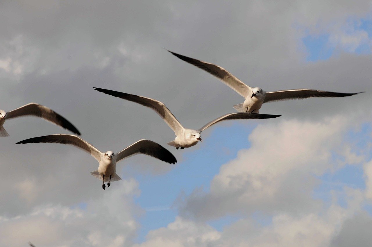 Hình ảnh minh họa