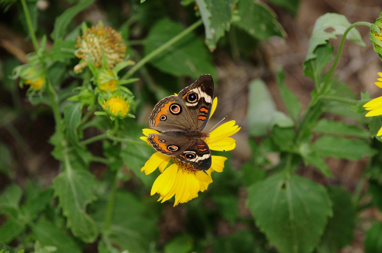 Hình ảnh minh họa