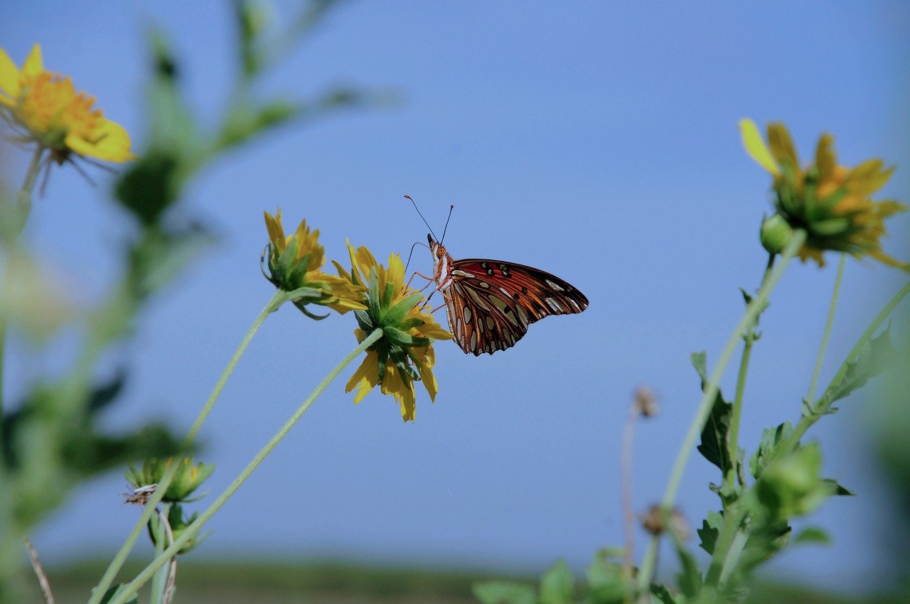 Hình ảnh minh họa