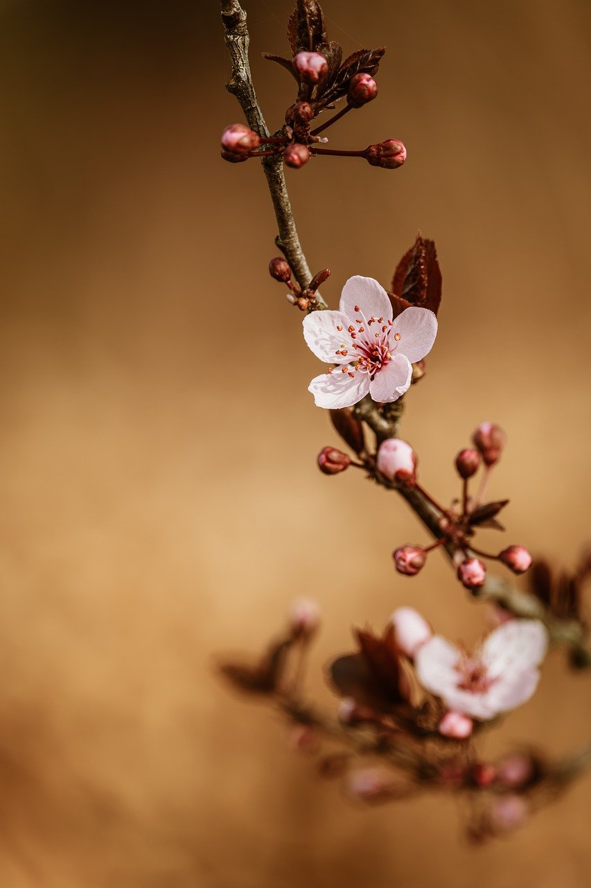 Hình ảnh minh họa