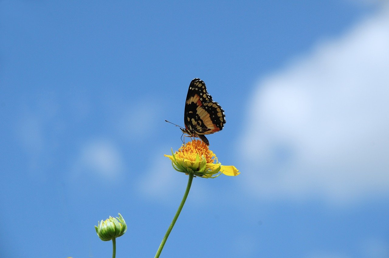 Hình ảnh minh họa