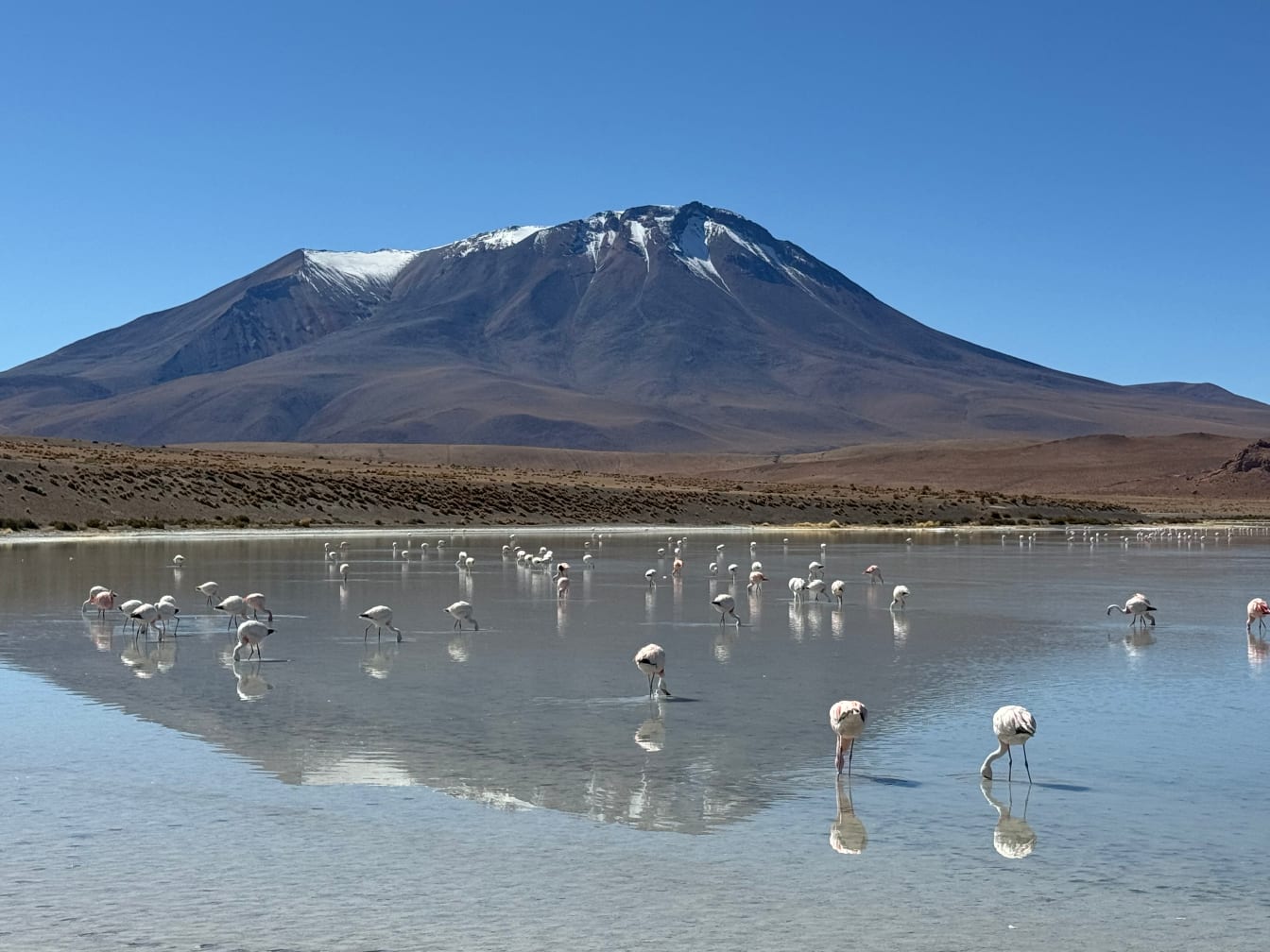 Flamingoes