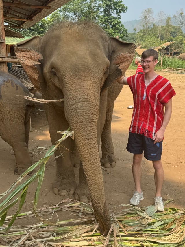 elephant