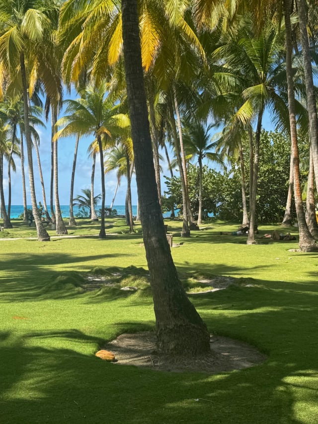 island grass