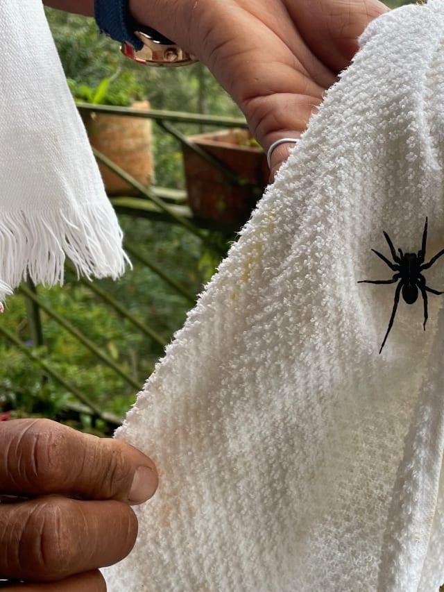 spider