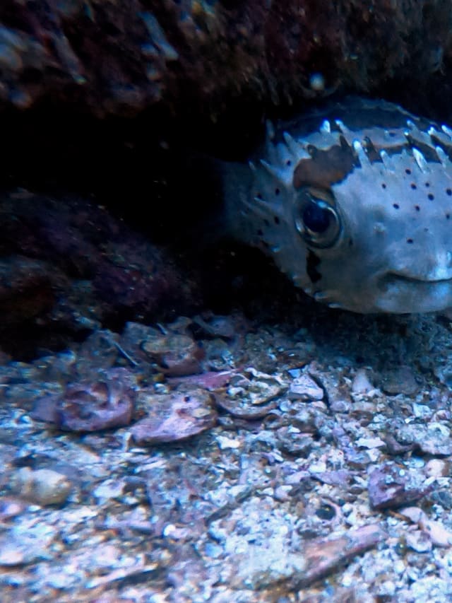 pufferfish